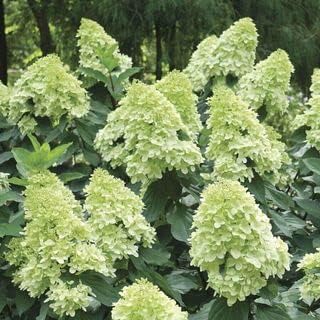 Light Green Hydrangea Flower seeds for Planting - Pollinator Friendly, Heirloom & GMO Free Seeds for Home Garden
 
 Sale for planting in home garden