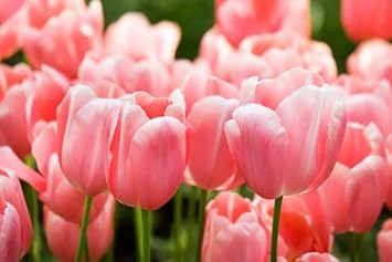 Pale Pink Tulip Flower seeds for Planting - Pollinator Friendly, Heirloom & GMO Free Seeds for Home Garden
 
 Sale for planting in home garden