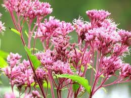 Joe Pye Flower seeds for Planting Shade Tolerant Heirloom & GMO Free Seeds for Home Garden 
 
 Sale for planting in home garden