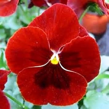 Pansy Flower seeds for Planting - Cottage Garden Essential, Heirloom & GMO Free Seeds for Home Garden
 
 Sale for planting in home garden.