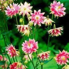 Nora Barlow Flower seeds for Planting Easy to Grow Heirloom & GMO Free Seeds for Home Garden 
 
 Sale for planting in home garden
