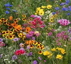 All in One Wildflower Bouquet Mix