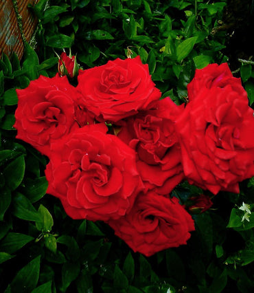 Climbing Trumpeter Rose - Vibrant Orange Climbing Rose Bush for Your Garden