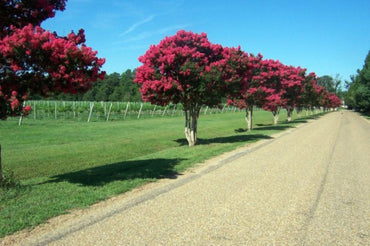 Pink Crape Myrtle Flower Seeds