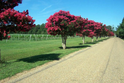 Pink Crape Myrtle Flower Seeds