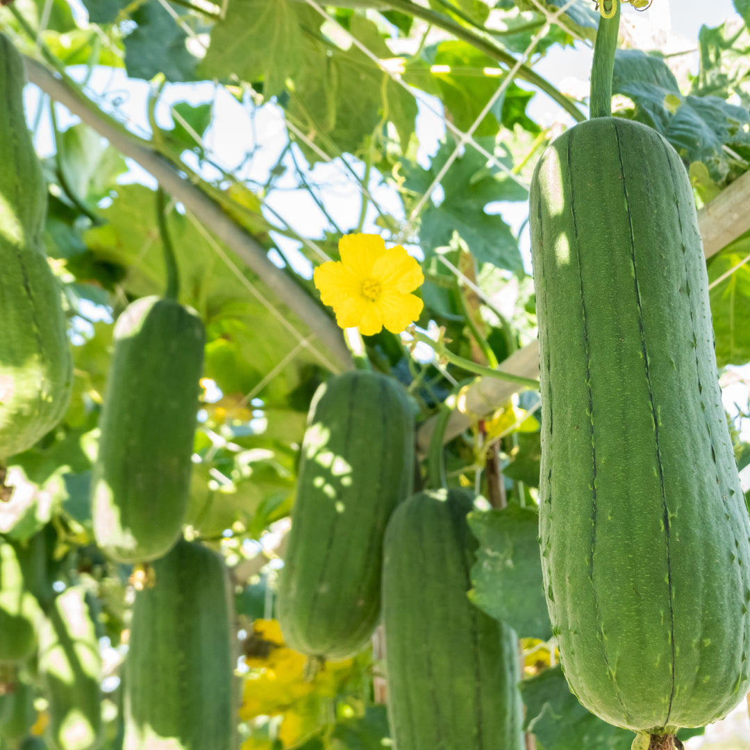 Semillas de hortalizas de Luffa Aegyptiaca