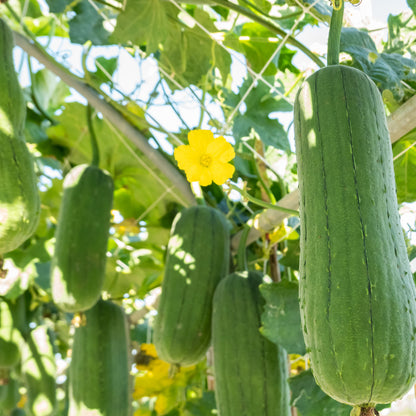 Semillas de hortalizas de Luffa Aegyptiaca
