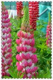 Lupine Wildflower Seeds baby pink