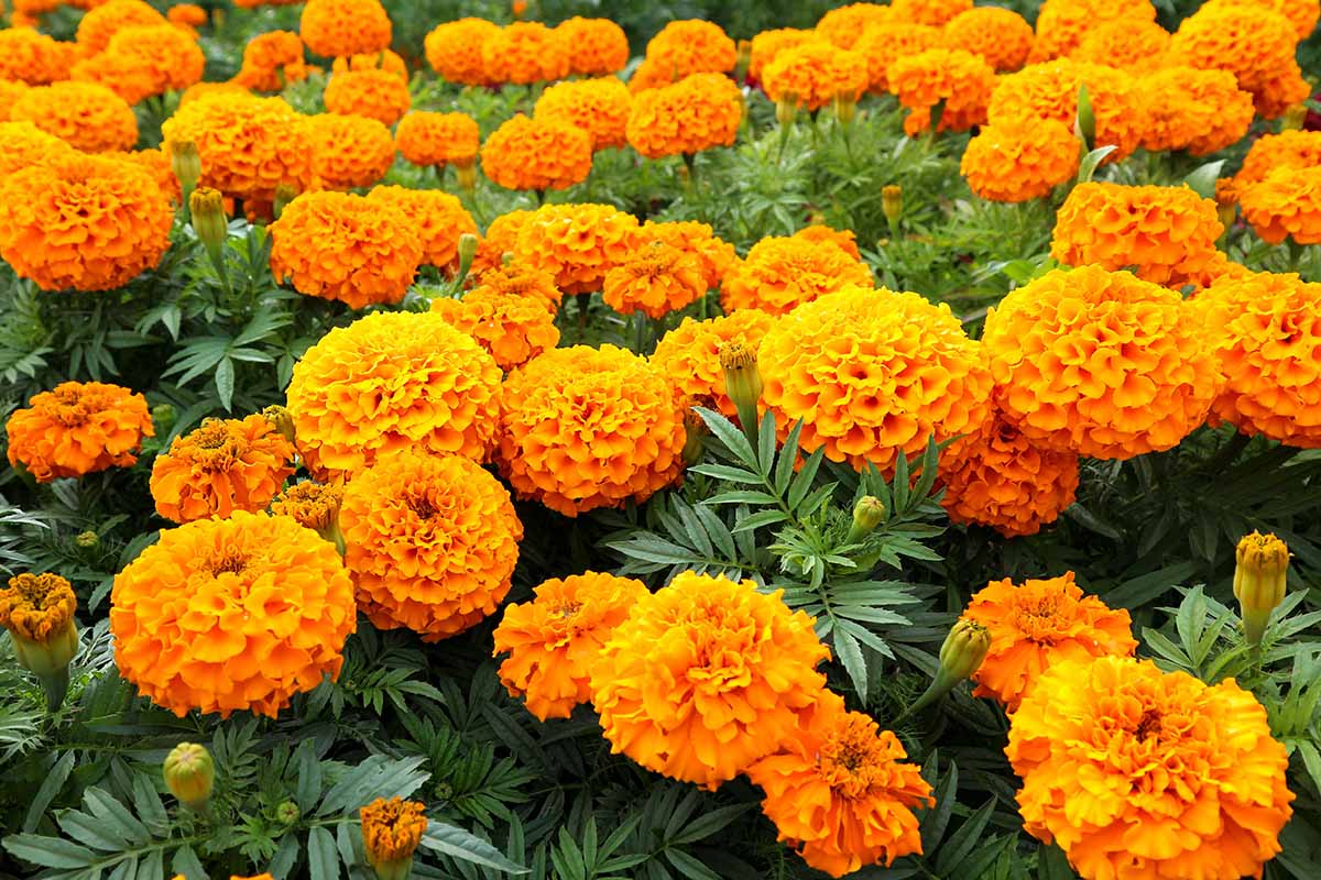 Marigold Seeds Perfect for Outdoor Garden Brightness
