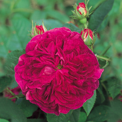 Charles de Mills Blumensamen zum Pflanzen - Wildblumenmischung, Erbstücksamen & gentechnikfreie Samen für den Hausgarten