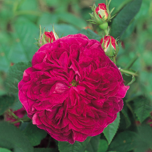 Charles de Mills Flower seeds for Planting - Wildflower Mix, Heirloom & GMO Free Seeds for Home Garden