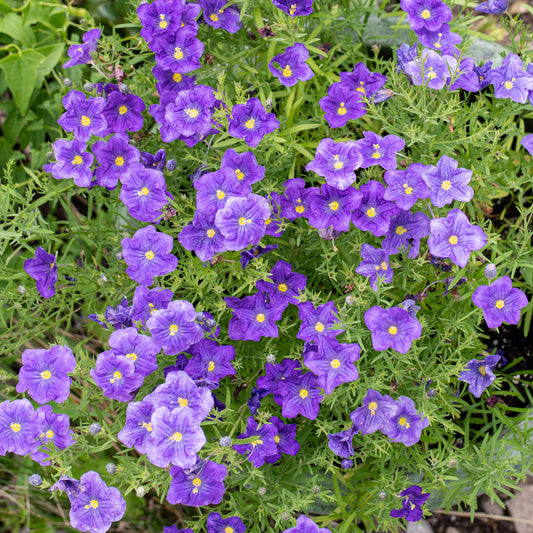 Cupflower Seeds