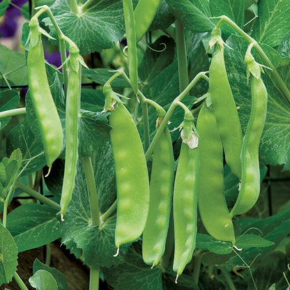 Oregon Sugar Pod Snow Pea Vegetable Seeds