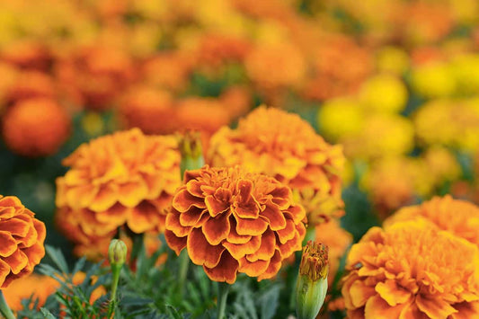Marigold Seeds for Natural Pest Control in Your Garden