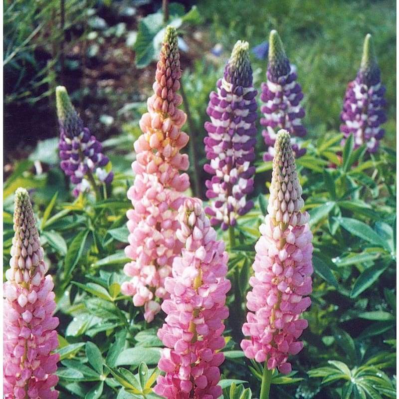 Lupine Wildflower Seeds baby pink