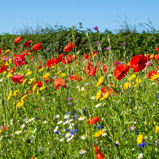 Maximum Wildflower Seed Mix