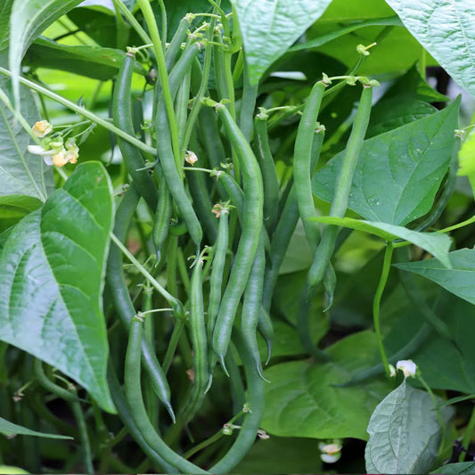 Snap Bean Vegetable Seeds