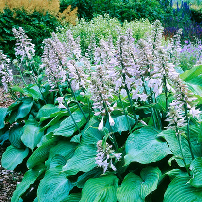 Blue Angel Plantain Lily Flower Seeds