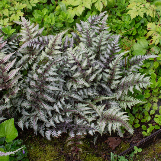 Gray Crested Fern Flower seeds for Planting - Premium Quality, Heirloom & GMO Free Seeds for Home Garden