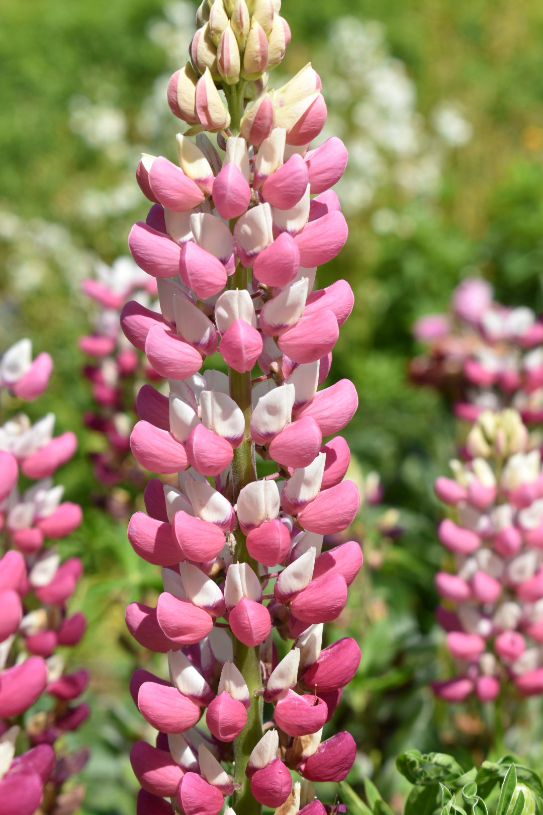 Lupine Wildflower Seeds baby pink