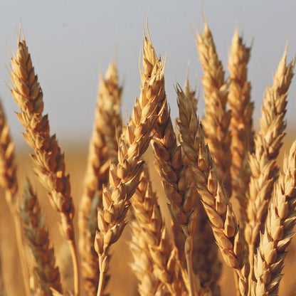 spring wheat seeds for planting Red Fife Wheat Herb Seeds for Planting – Heirloom, Non-GMO, Easy to Gr – Pure Asia Seeds