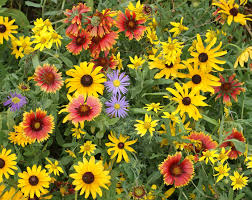 Maximum Wildflower Seed Mix