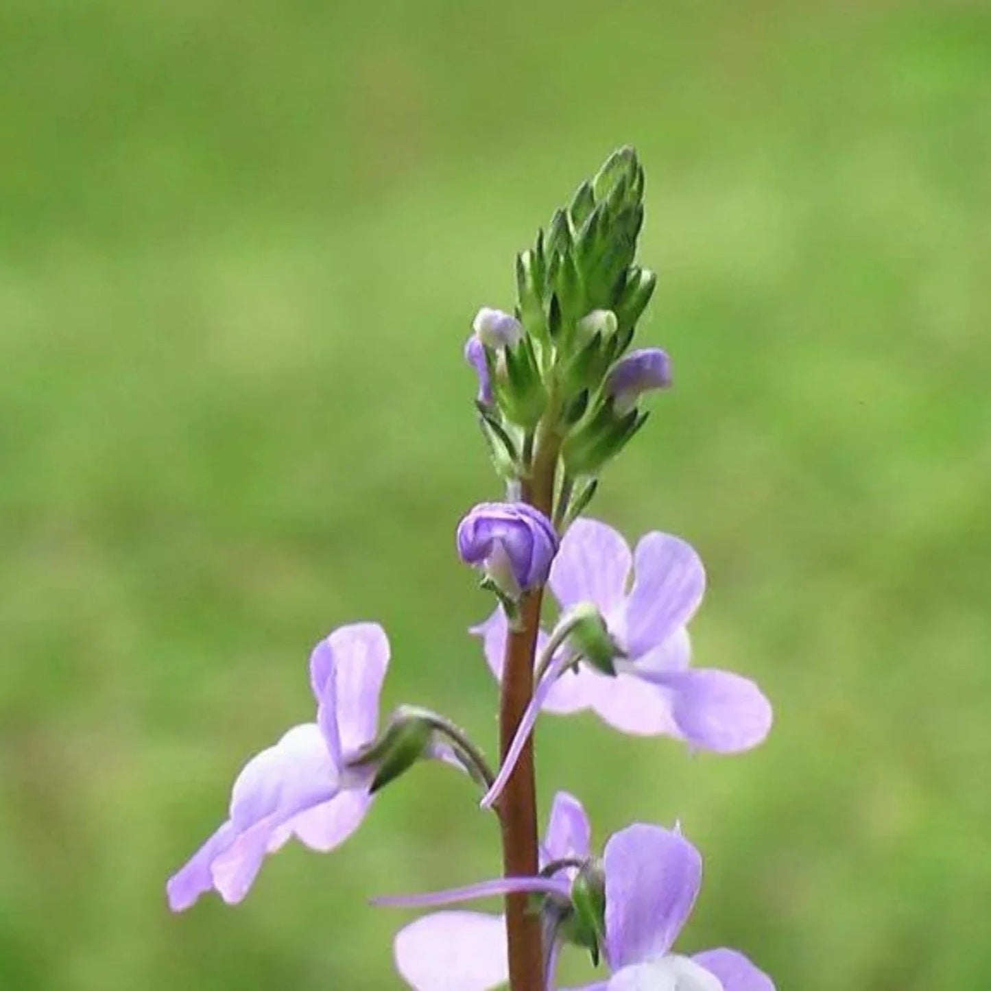Blue Toadflax Flower Seeds (Linaria Canadensis)