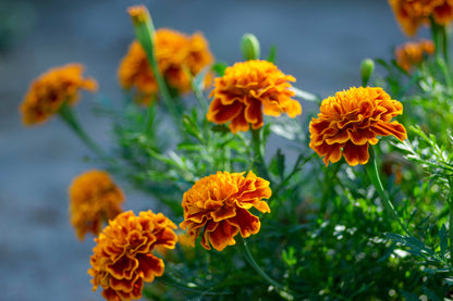 Marigold Seeds for Natural Pest Control in Your Garden