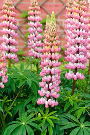 Lupine Wildflower Seeds baby pink