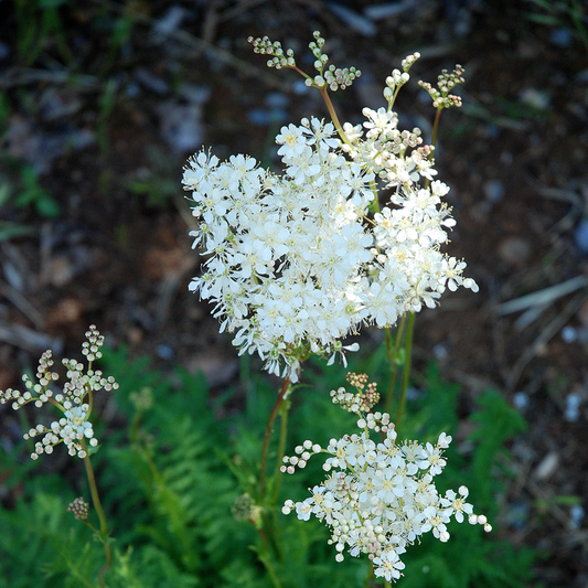 Semi di Erba di Dropwort