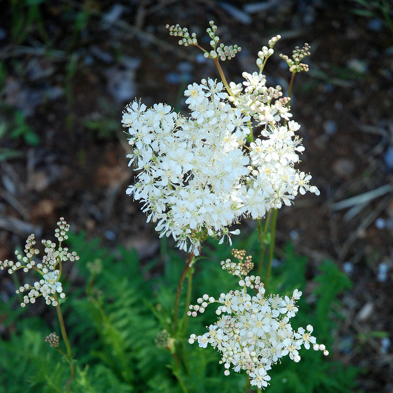 Semi di Erba di Dropwort