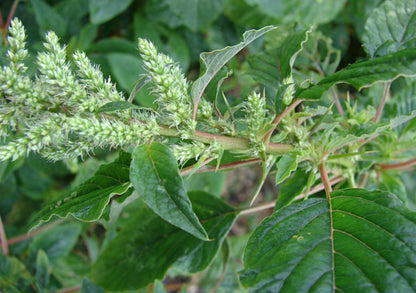 Amaranthus Spinosus (Spiny Amaranth) Seeds - Hardy Edible Green with Spiky Leaves