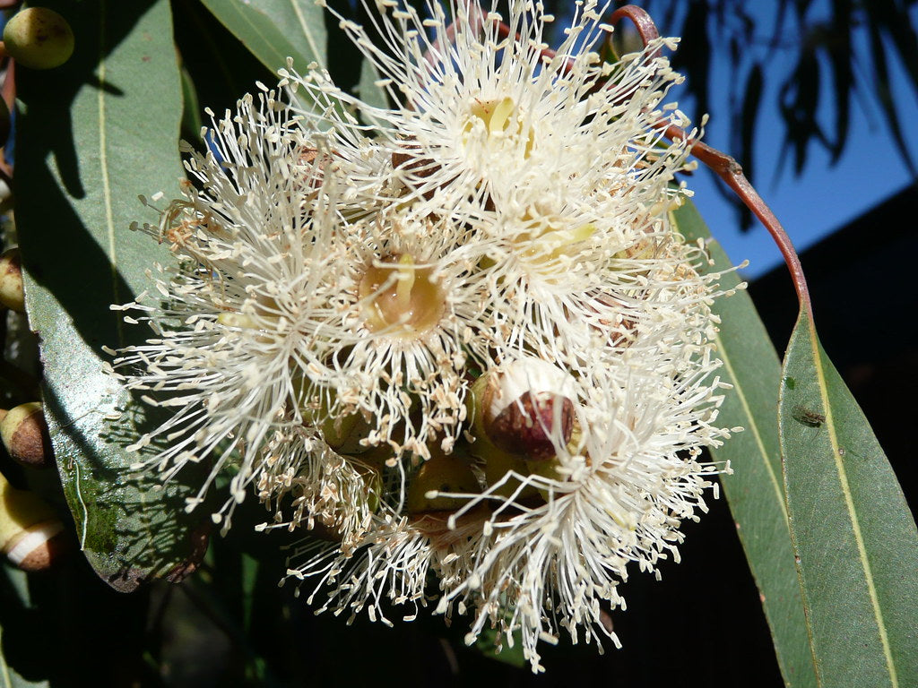 Eucalyptus Citriodora Tree Seeds for Planting – Heirloom, Non-GMO, Aromatic, Fast-Growing