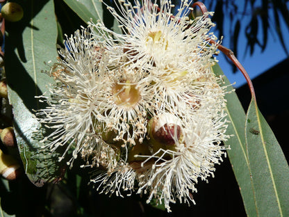 Eucalyptus Citriodora Tree Seeds for Planting – Heirloom, Non-GMO, Aromatic, Fast-Growing