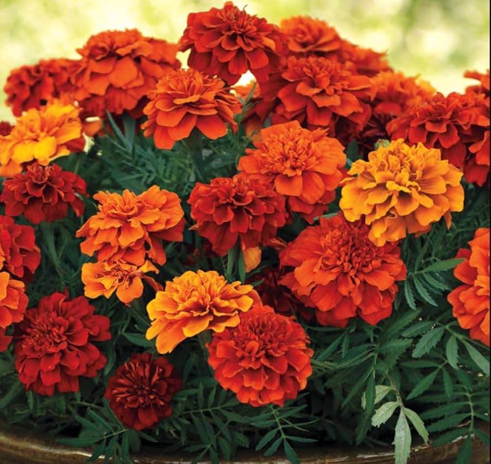 High Quality Marigold Seeds for a Vibrant Landscape