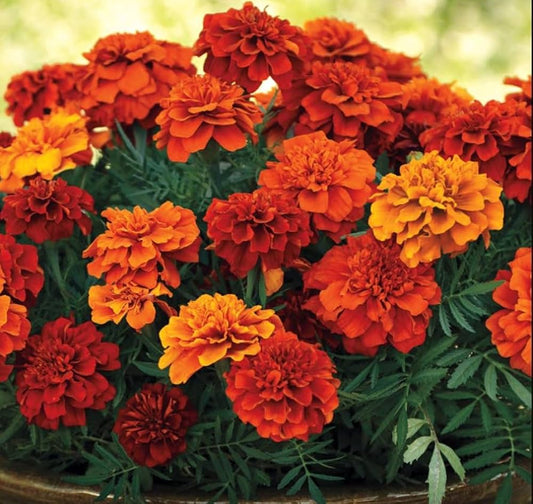 High Quality Marigold Seeds for a Vibrant Landscape