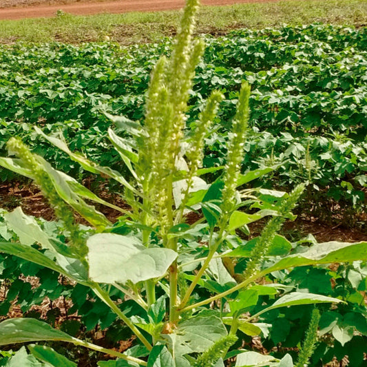 Amaranthus Palmeri (Palmer's Amaranth) Seeds - Hardy & Fast-Growing Edible Green