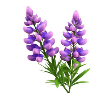 Lupine Wildflower Seeds pink & purple
