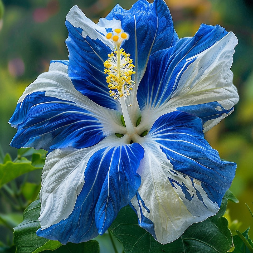 Blue White Hibiscus Flower Seeds