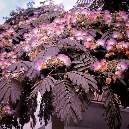 Chocolate Mimosa Herb Seeds