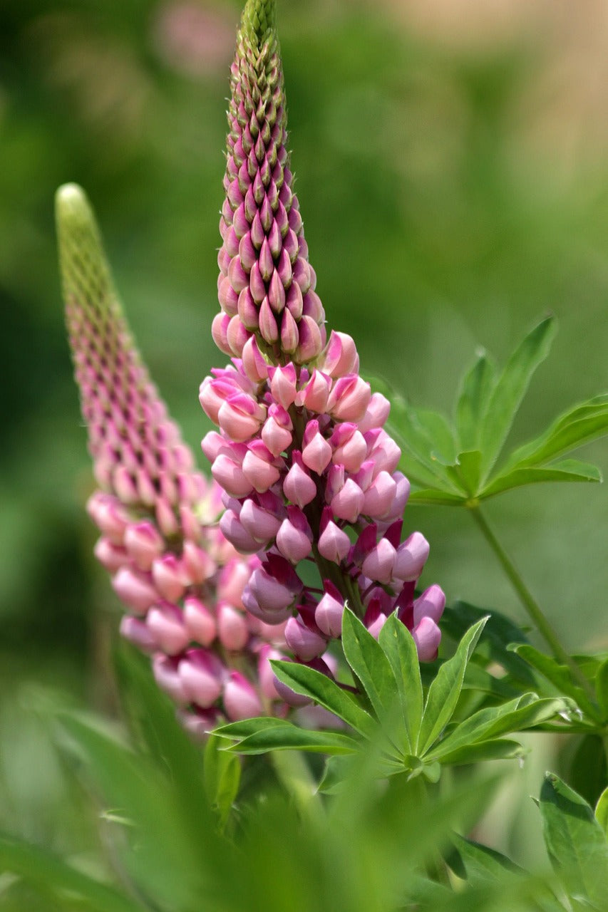 Lupine Wildflower Seeds pink & purple