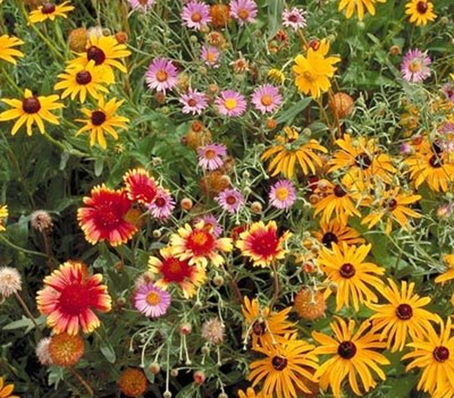 Midwest Wildflower Mix