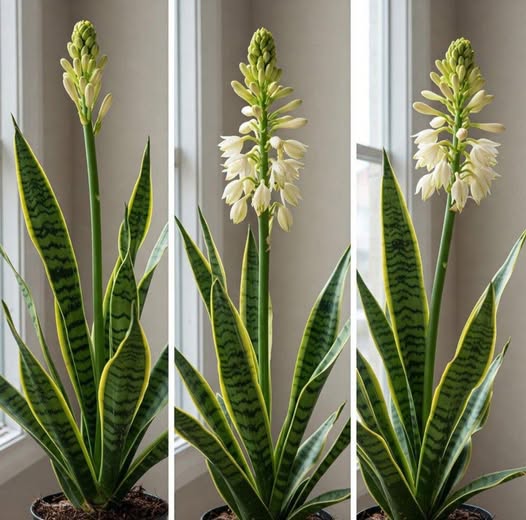 Sansevieria Flower seeds for Planting Premium Quality Heirloom & GMO Free Seeds for Home Garden