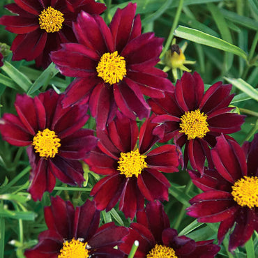 Coreopsis 'Mercury Rising' Flower Seeds