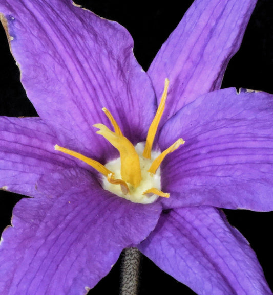 Xerophyta Viscosa Flower seeds for Planting Drought Tolerant Heirloom & GMO Free Seeds for Home Garden 
 
 Sale for planting in home garden