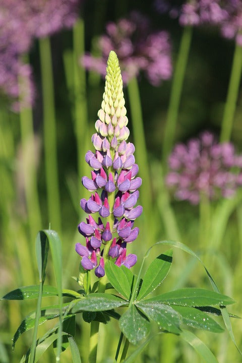 Lupine Wildflower Seeds pink & purple