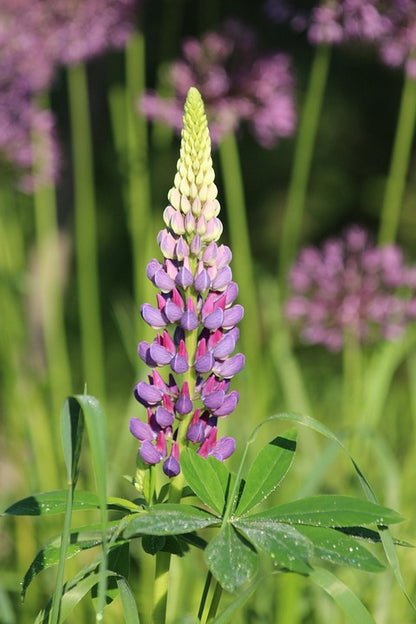 Lupine Wildflower Seeds pink & purple
