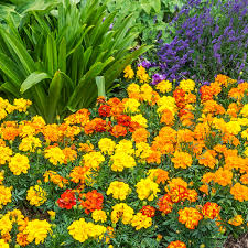 Brighten Your Garden with Non-GMO Marigold Seeds