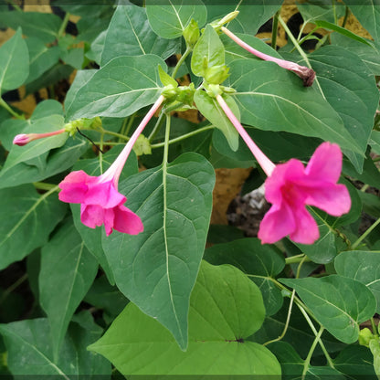 Marvel of Peru Flower Seeds