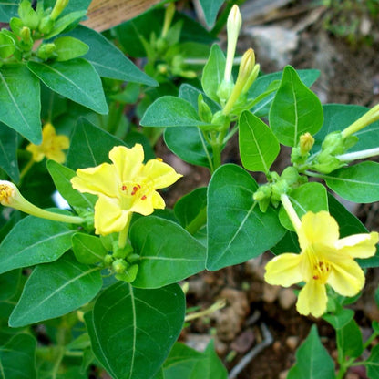 Graines de fleur de gloire du matin jaune